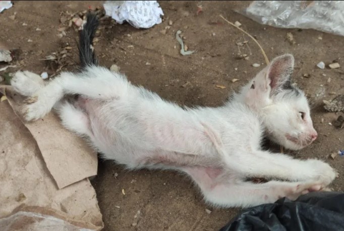 A Heartwarming Rescue: A Man Finds and Nurtures an Emaciated Cat Left in a Vacant Lot. - xauhoi