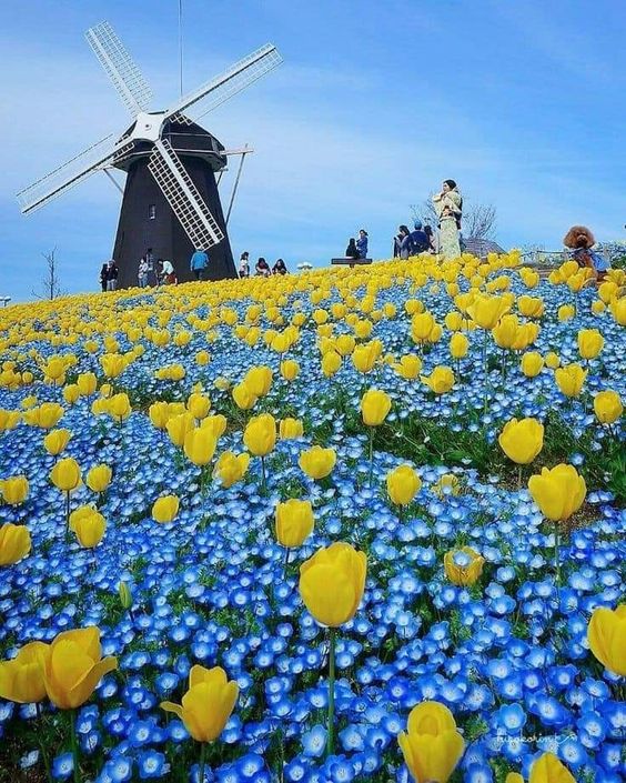 Nature’s Ingenious Harmony: Windmills amidst a Blossom-Adorned Landscape.VoUyen