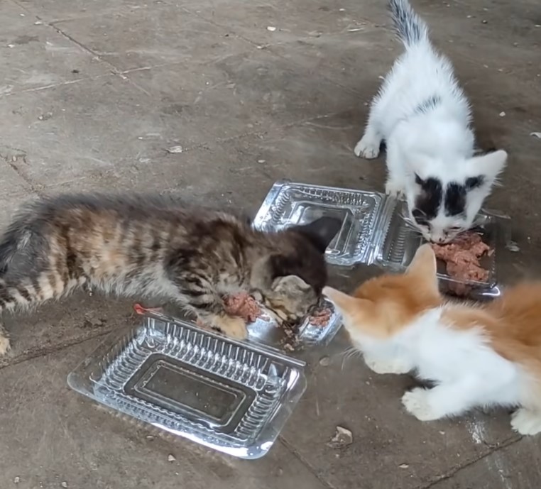 A Heartwarming Rescue: A Man Finds and Nurtures an Emaciated Cat Left in a Vacant Lot. - xauhoi