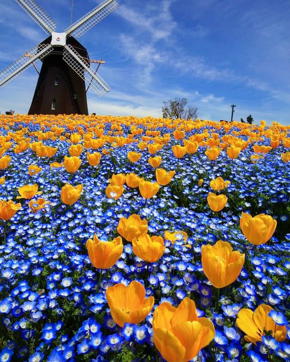 Nature’s Ingenious Harmony: Windmills amidst a Blossom-Adorned Landscape.VoUyen