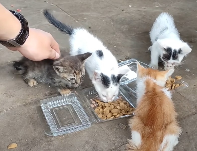 A Heartwarming Rescue: A Man Finds and Nurtures an Emaciated Cat Left in a Vacant Lot. - xauhoi