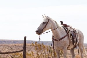 Revel in the Enchanting Beauty of Freckles, Enhancing the Mesmerizing Arabian Horses (VIDEO)