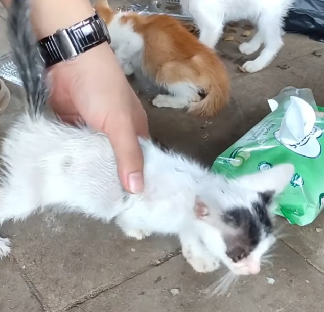 A Heartwarming Rescue: A Man Finds and Nurtures an Emaciated Cat Left in a Vacant Lot. - xauhoi