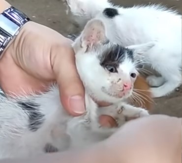 A Heartwarming Rescue: A Man Finds and Nurtures an Emaciated Cat Left in a Vacant Lot. - xauhoi