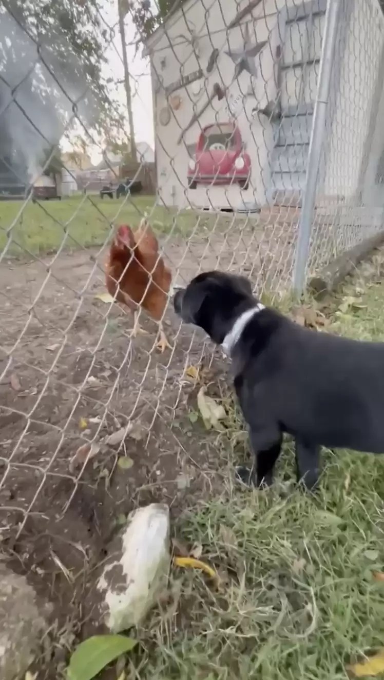 Dog Tries To Befriend A Chicken And It Does Not Go As Planned