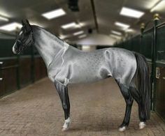 Elegance and Rarity Redefined: Astonishing Silver-Coated Horse Takes the Spotlight (VIDEO)