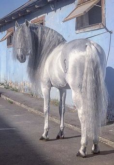 Elegance and Rarity Redefined: Astonishing Silver-Coated Horse Takes the Spotlight (VIDEO)