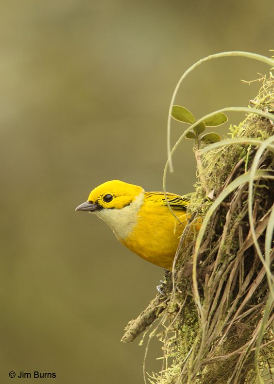 Unveiling the Enigmatic Beauty: The Silver-Throated Tanager, a Colorful Jewel of the Forest - Sporting ABC