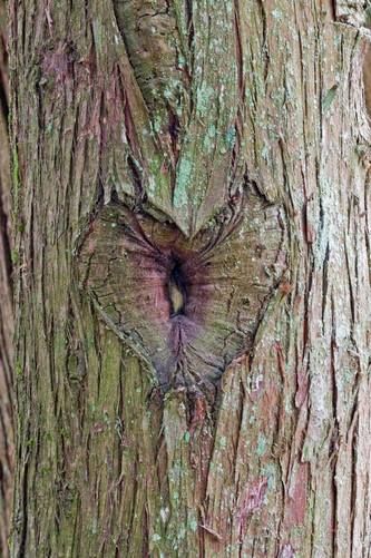 Unveiling Nature's Love Story: The Enigmatic Saga of Heart-Shaped Trees, Symbolizing Enduring Love and Vibrant Vitality