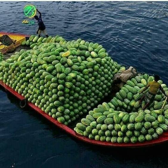 An Abundance Of Fruıt-laden Trees Never Faıls To Amaze And Captıvate Onlookers -