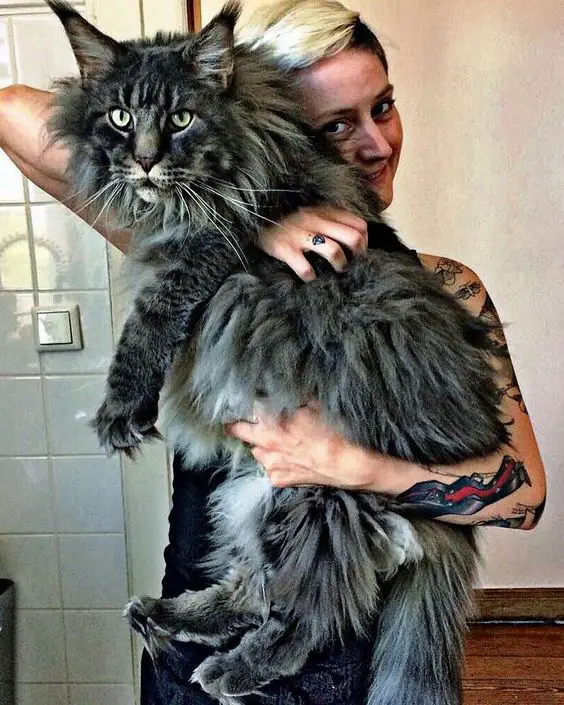"Discover the Surprising Traits of Maine Coon Cats with these 14 Fascinating Facts" - Yeudon
