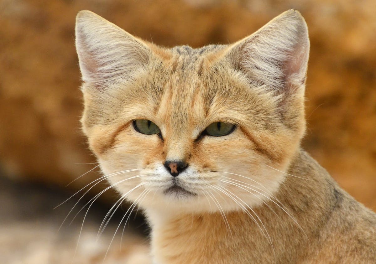 Discover the Elusive Sand Cat: A Fascinating Feline of the Desert - Yeudon