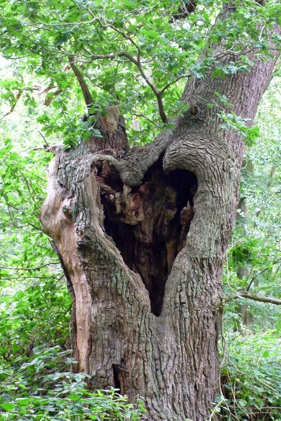 Unveiling Nature's Love Story: The Enigmatic Saga of Heart-Shaped Trees, Symbolizing Enduring Love and Vibrant Vitality