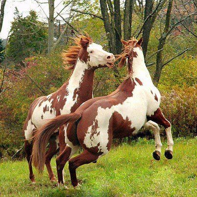 A Heartwarming Love Story: Meet the Adorable American Paint Horses Sharing Laughter and Affection That Will Leave You in Fits of Joy! Prepare to be Moved (Video)