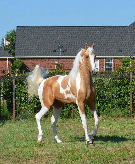 Unveiling the Pinnacle of Beauty: The World's Most Expensive American Paint Horse