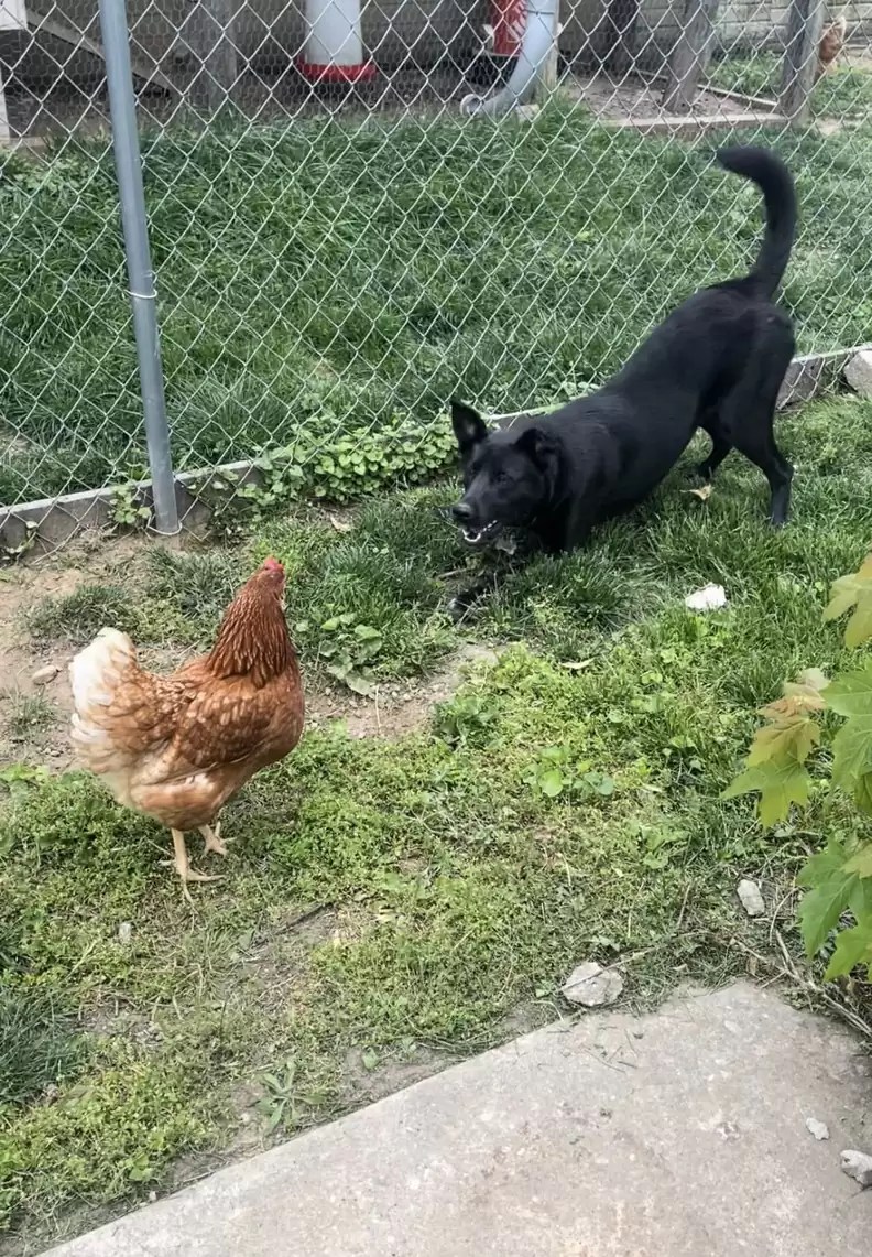 Dog Tries To Befriend A Chicken And It Does Not Go As Planned