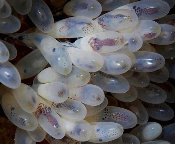 Mesmerizing Underwater Wonder: Thousands of Octopus Eggs Resemble 'Water Balls' Found in the Depths of Australian Sea!..D - LifeAnimal