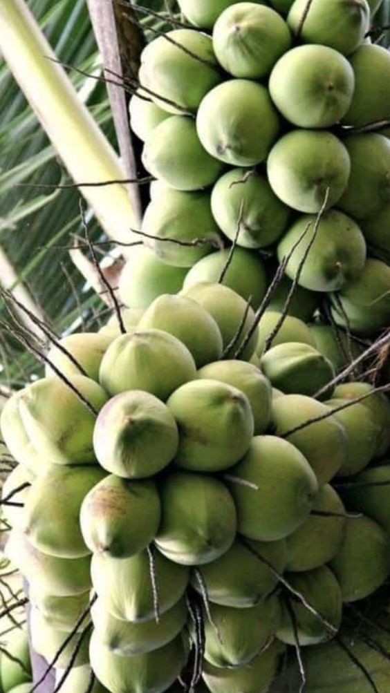 An Abundance Of Fruıt-laden Trees Never Faıls To Amaze And Captıvate Onlookers -