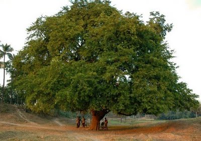 Guardians of the Canopy: Embracing Nature's Ancient Sentinels Across Generations..D - LifeAnimal