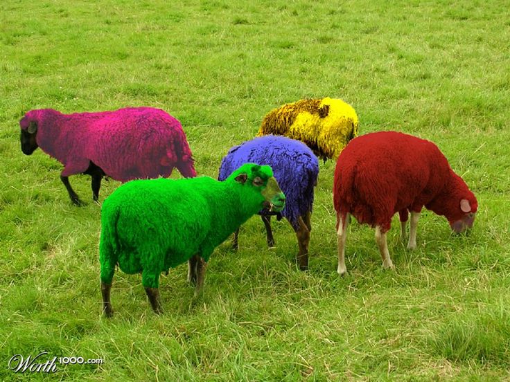 Nature’s Vıbrant Palette – Unveılıng the Colorful Realm of Raınbow Sheep -