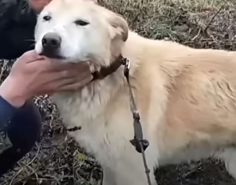 Heartstring-Tugging: Emotional Howl of Pup Trapped in Deep Pit Captured - Sporting ABC