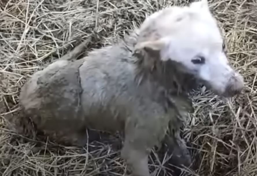 Heartstring-Tugging: Emotional Howl of Pup Trapped in Deep Pit Captured - Sporting ABC