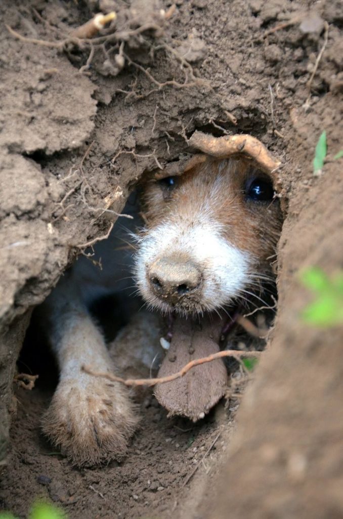 Heartstring-Tugging: Emotional Howl of Pup Trapped in Deep Pit Captured - Sporting ABC