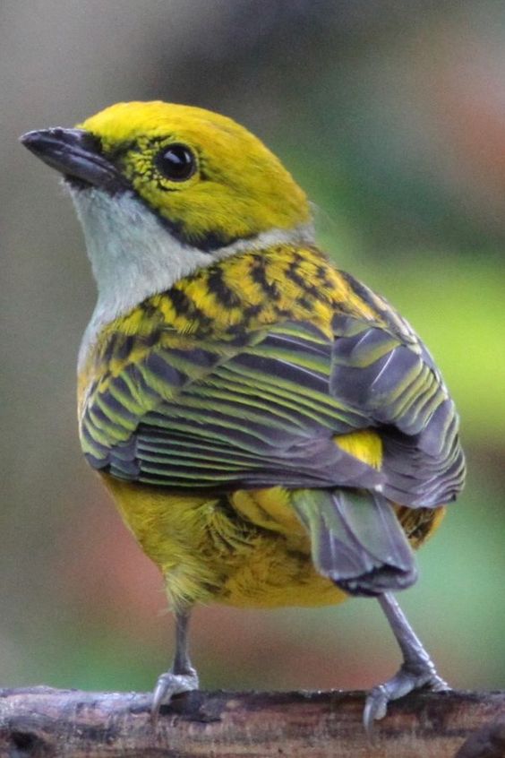 Unveiling the Enigmatic Beauty: The Silver-Throated Tanager, a Colorful Jewel of the Forest - Sporting ABC