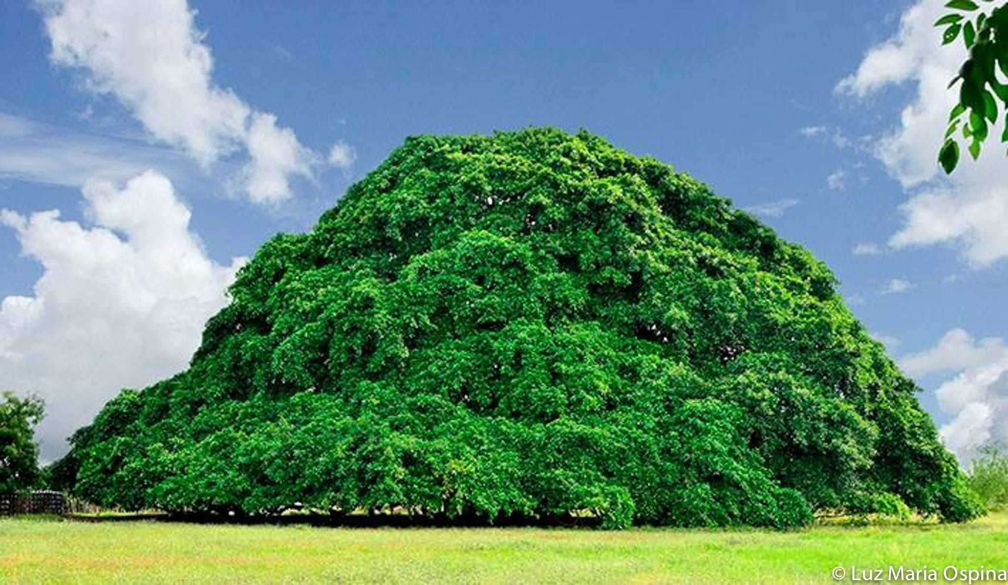 One of the largest trees in Colombia has grown so wide in diameter that it has developed pillars to support its branches.