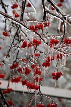 In a winter’s embrace, the garden of fruit blossoms lies beneath a pristine blanket of frozen snow.VoUyen