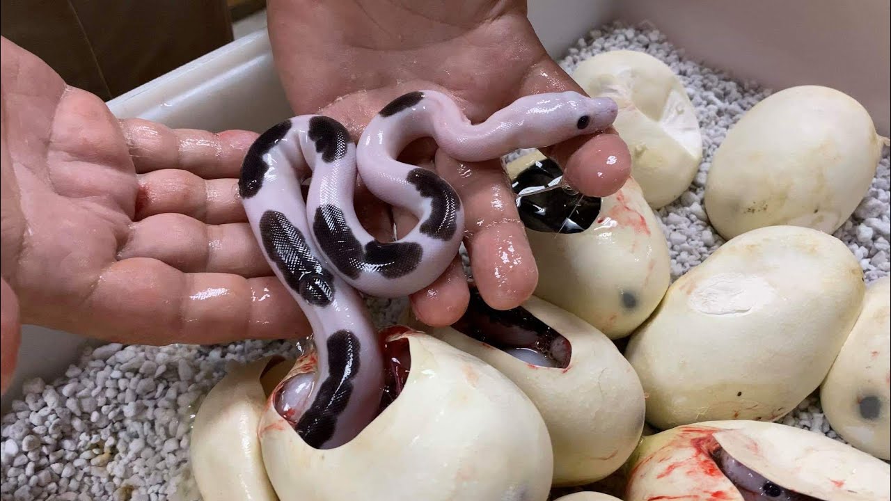 The farmer was surprised when he discovered a strange mutant snake nest of hundreds of children about to hatch right in his kitchen . SM08