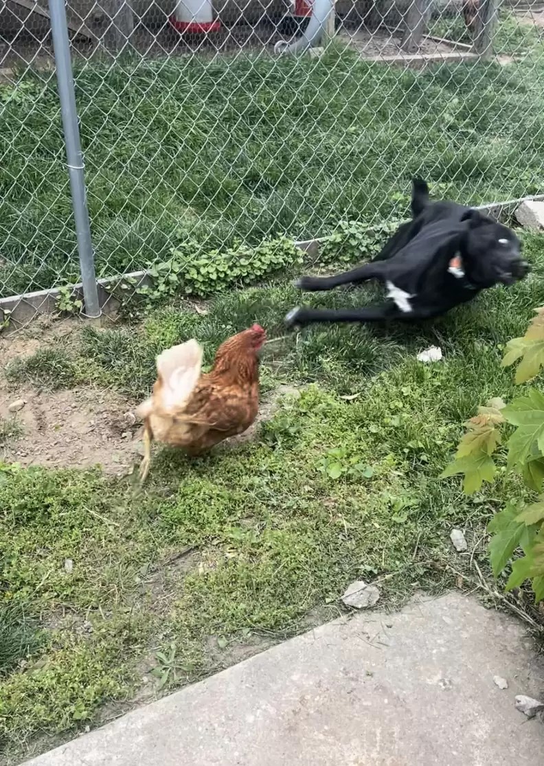 Dog Tries To Befriend A Chicken And It Does Not Go As Planned