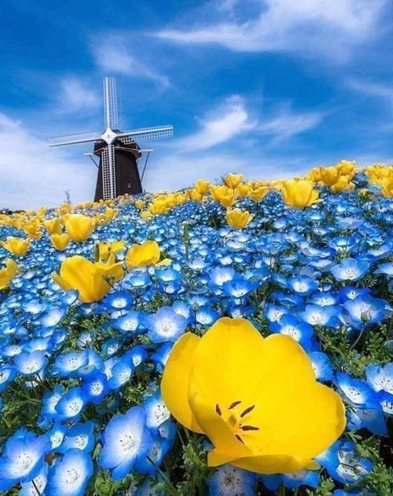 Nature’s Ingenious Harmony: Windmills amidst a Blossom-Adorned Landscape.VoUyen