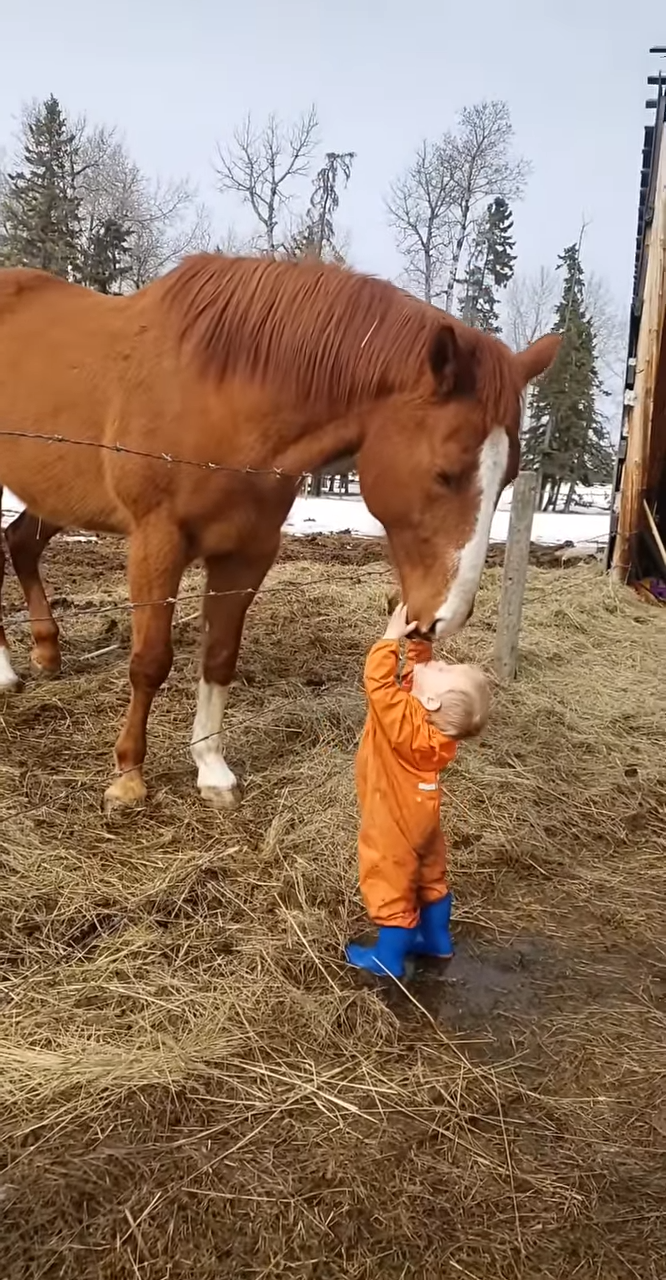 Tender Moment Horse Sharng a Kiss with a Little Boy