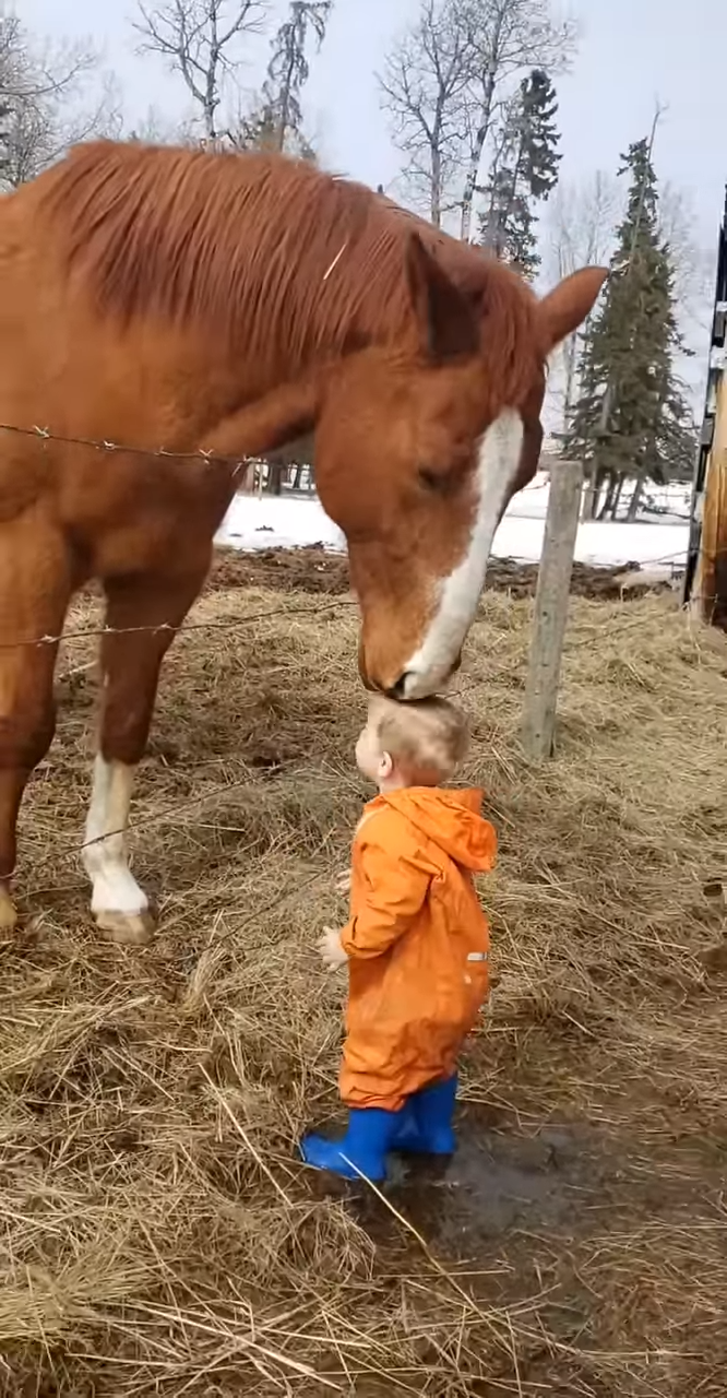 Tender Moment Horse Sharng a Kiss with a Little Boy