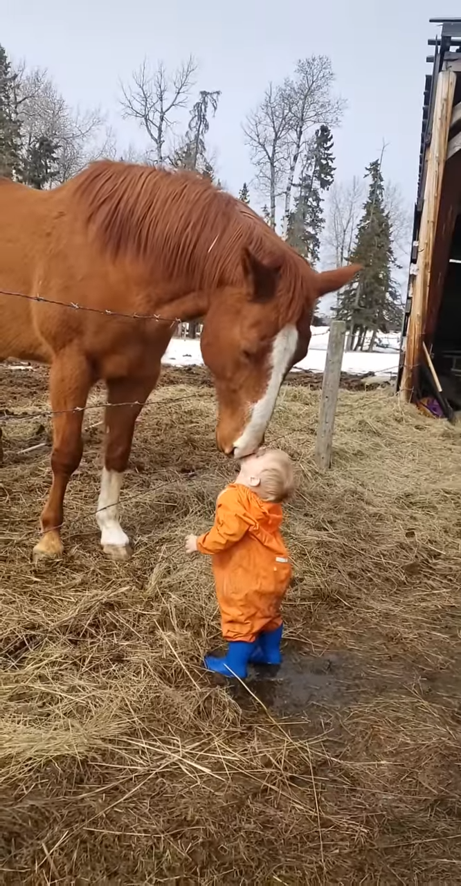 Tender Moment Horse Sharng a Kiss with a Little Boy