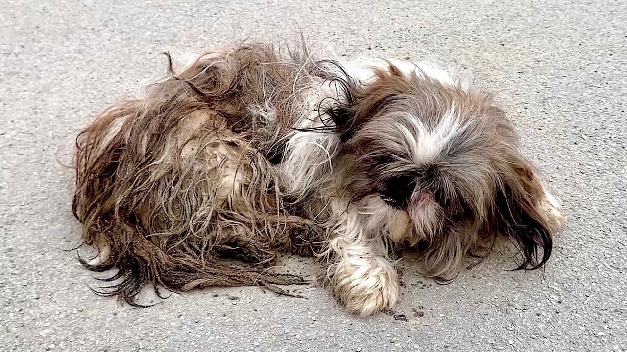 Nestled in the arms of a caring rescuer, a terrified abandoned dog discovers hope, turning a heart-wrenching narrative into a breathtaking conclusion. - Lillise