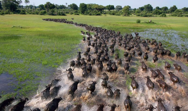 Spectacular Sight: Captivating Photographs of Majestic Animal Migrations - Sporting ABC