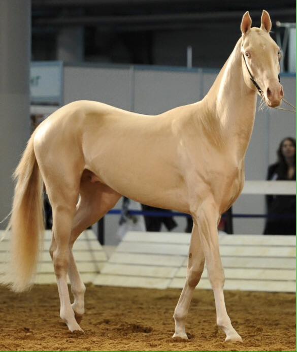 Revealing the Enchanted Elegance: Witness the Turkish Horse, a Gilded Masterpiece of Equine Beauty (Video)