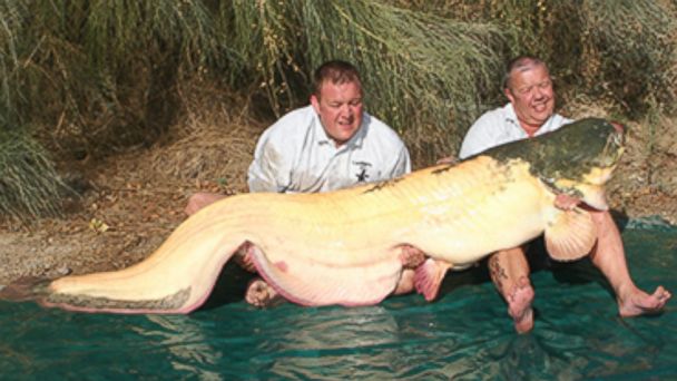 Massive 194-Pound Albino Catfish Caught Setting Records in Spain. L - LifeAnimal