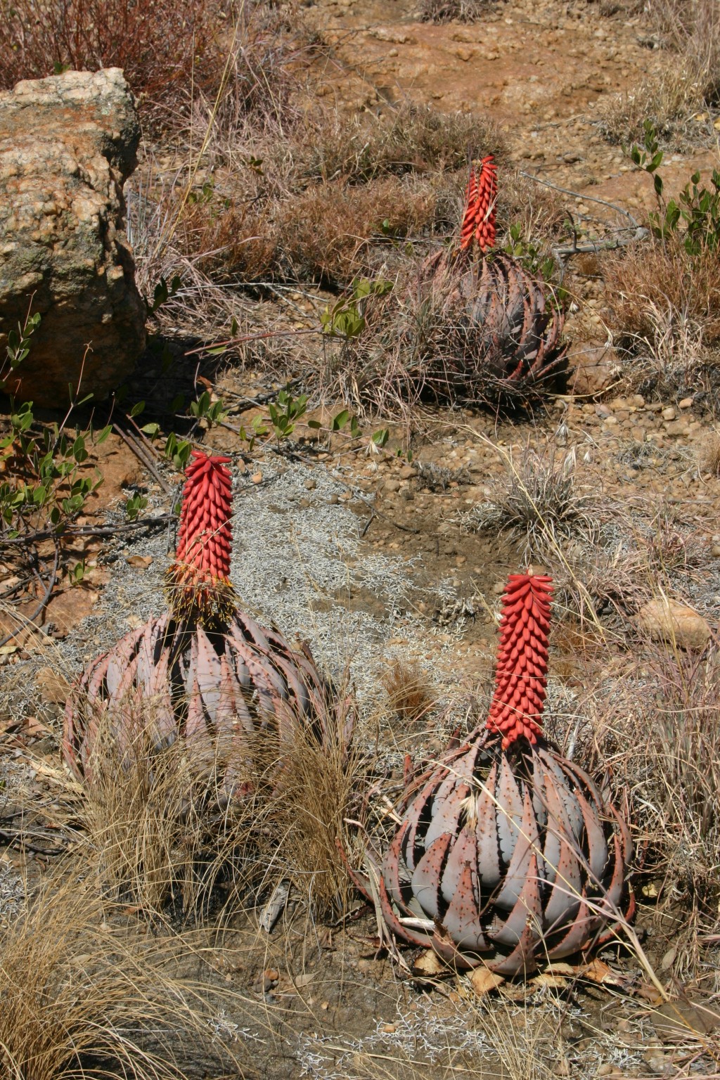 The forest aloe ѕрeсіeѕ lives strongly and grows large in the desert lands for huge flowers once a year – Way Daily