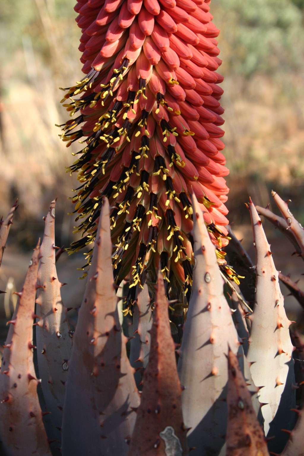 The forest aloe ѕрeсіeѕ lives strongly and grows large in the desert lands for huge flowers once a year – Way Daily