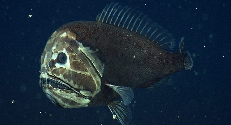 Unbelievable Catch: Fisherman Hooks Giant Fish with Sharp Teeth Larger than Its Own Body! (Video). l - LifeAnimal