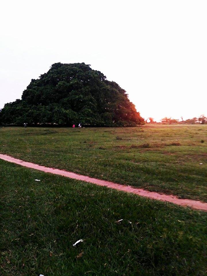 One of the largest trees in Colombia has grown so wide in diameter that it has developed pillars to support its branches.