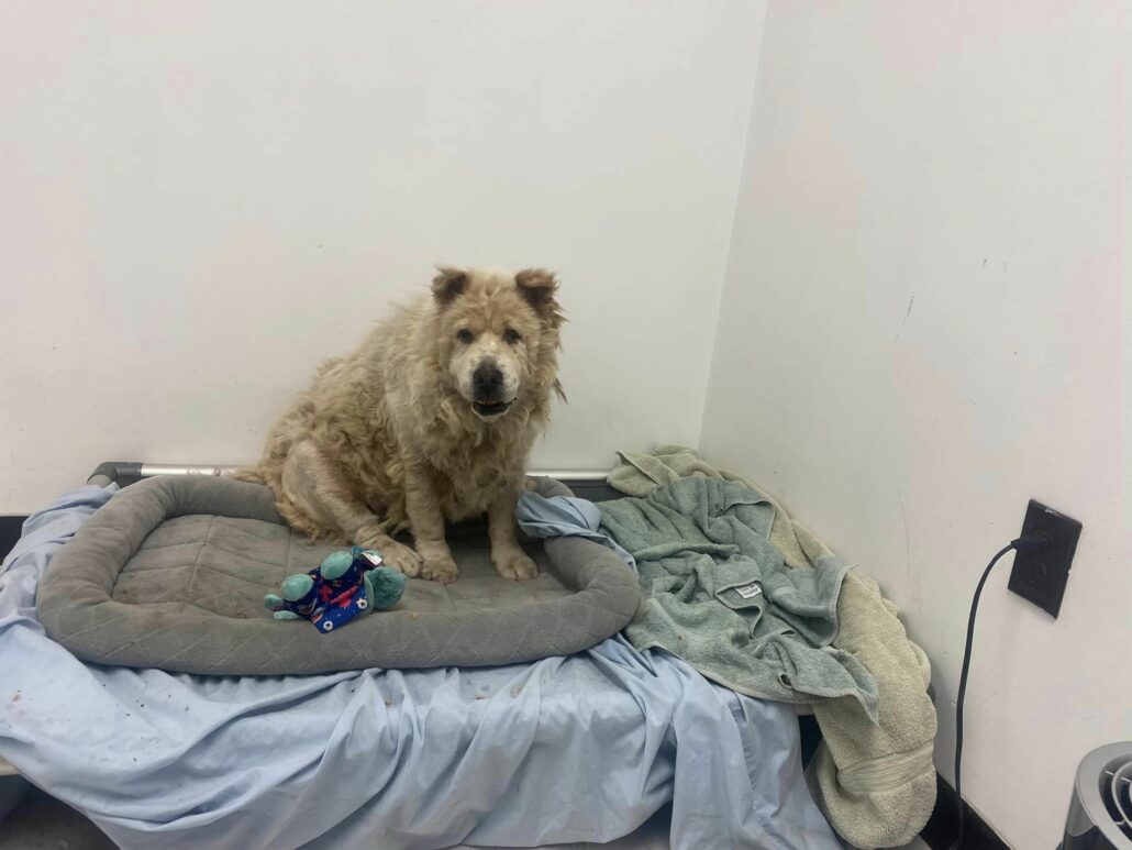 Neglected Canine Found Bound to Post with Electrical Cord Receives Comfort as Good Samaritan Provides Blanket and Seeks Aid. - Puppies Love