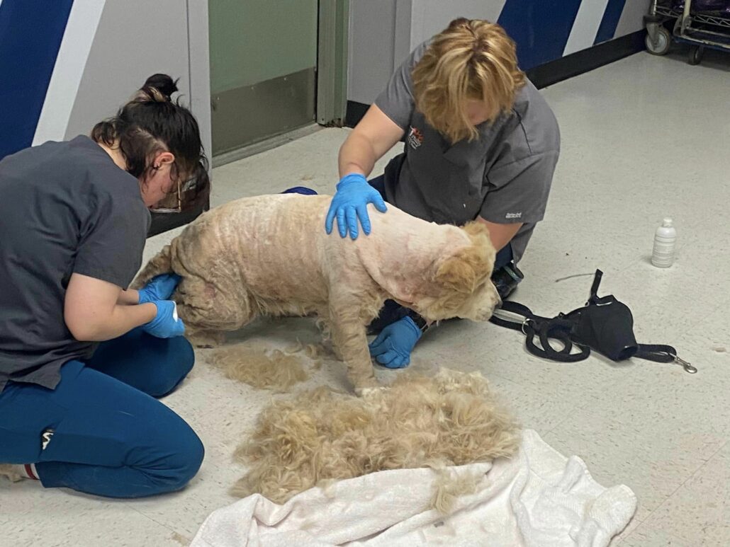 Neglected Canine Found Bound to Post with Electrical Cord Receives Comfort as Good Samaritan Provides Blanket and Seeks Aid. - Puppies Love