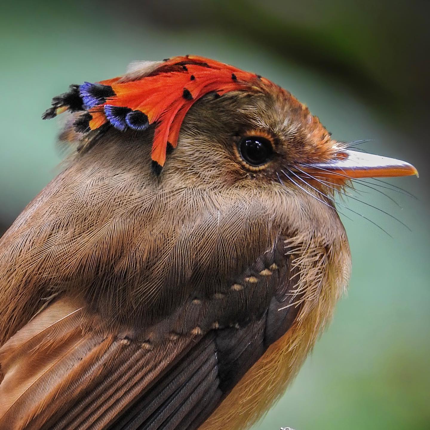 Northern Royal Flycatcher: The Majestic Bird with an Exquisite Crown - Sporting ABC