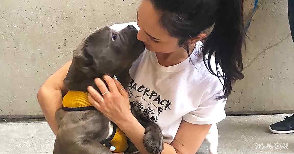 The Heartwarming Journey of Two Pitties, determined to stay together, as they travel across continents to meet their adoring father. - Puppies Love