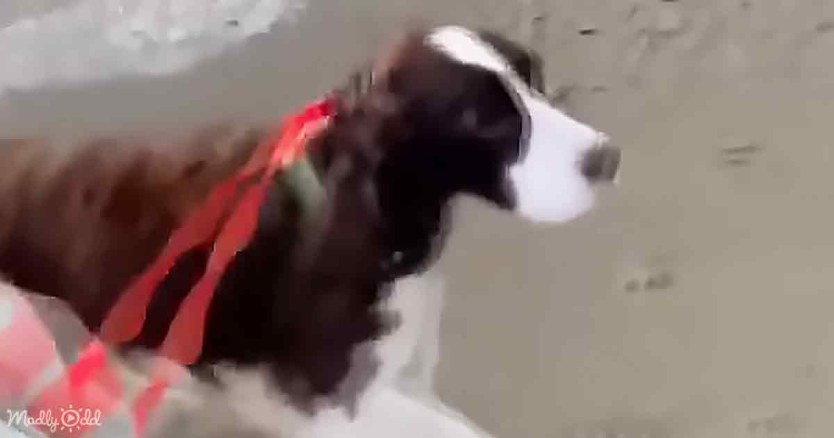 A jogger comes to the rescue of a dog trapped beneath boulders at Ocean Beach. – Puppies Love