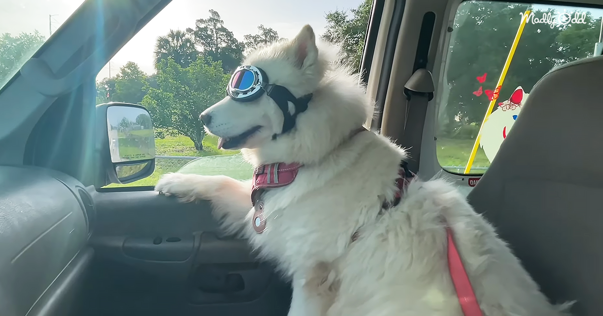 Introducing one of the coolest huskies in town! – Puppies Love